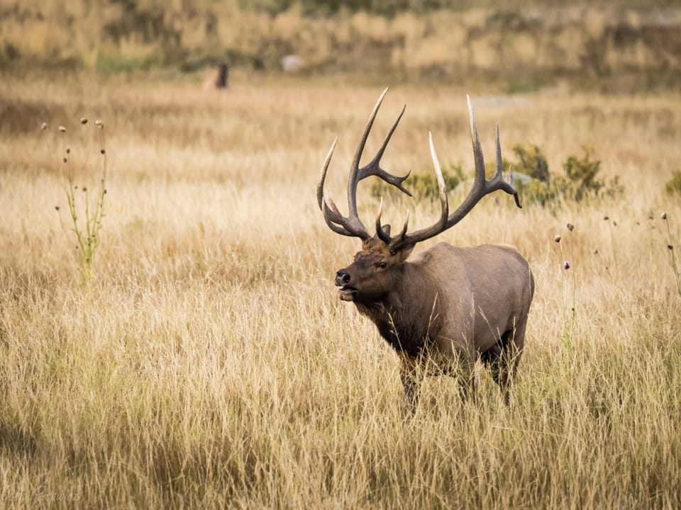A bull elk with large antlers stands in a grassy field, surrounded by dry vegetation.