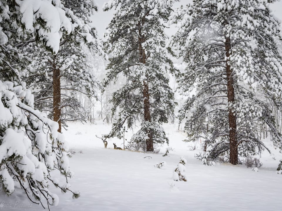 Winter in the Rockies