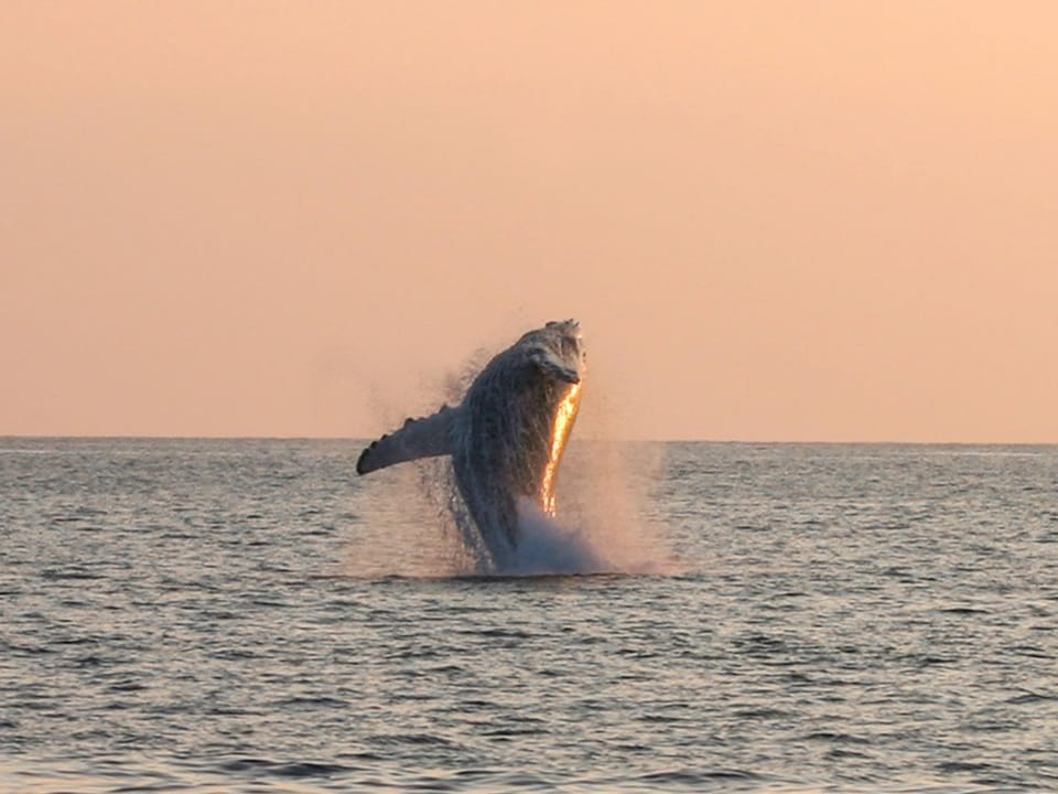 Whale on the Kohala Coast