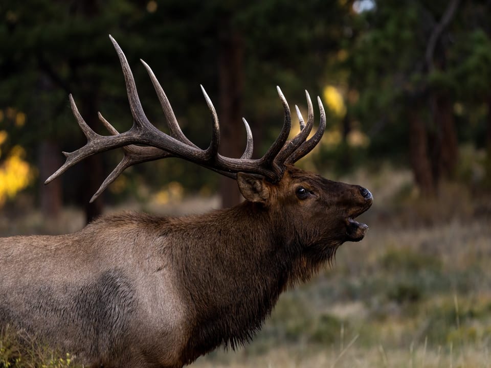 Nakai Peak - Elk Bulls