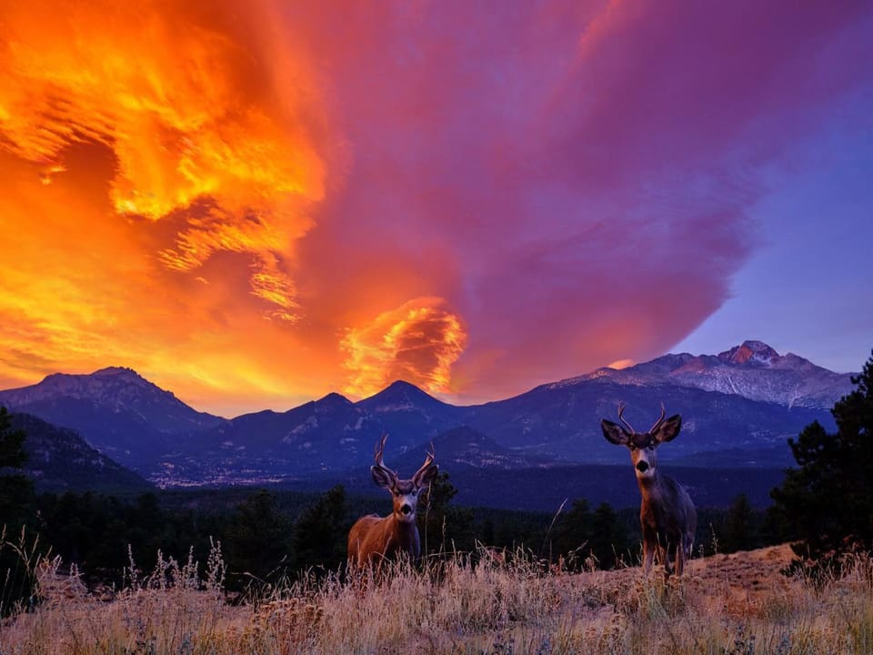 Mount Cirrus - Wildlife in the Rockies