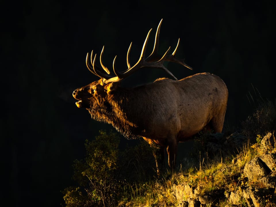 Ptarmigan  - Elk bull