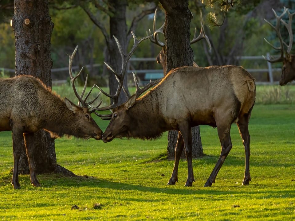 Snowdrift Peak - Elk bulls