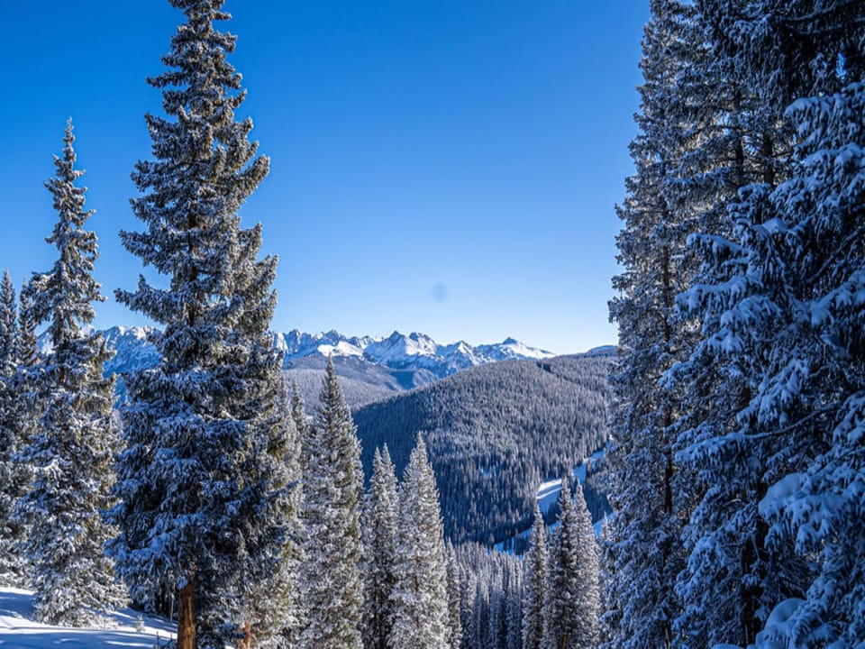 Snow-covered pine trees with mountains in the background under a clear blue sky.