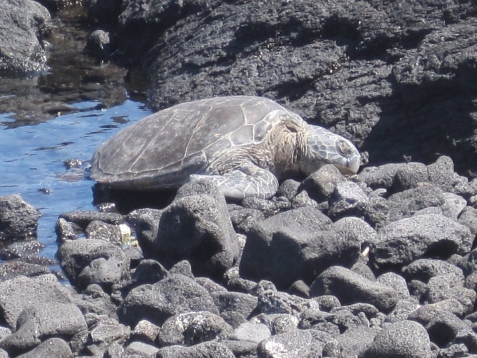Turtle