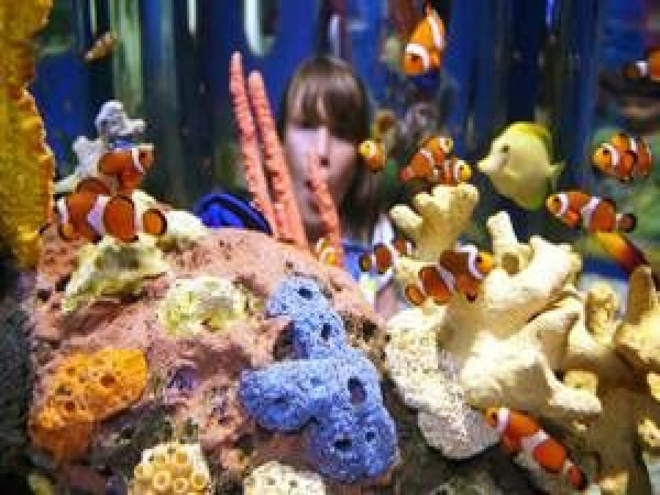 Wow at the Aquarium
