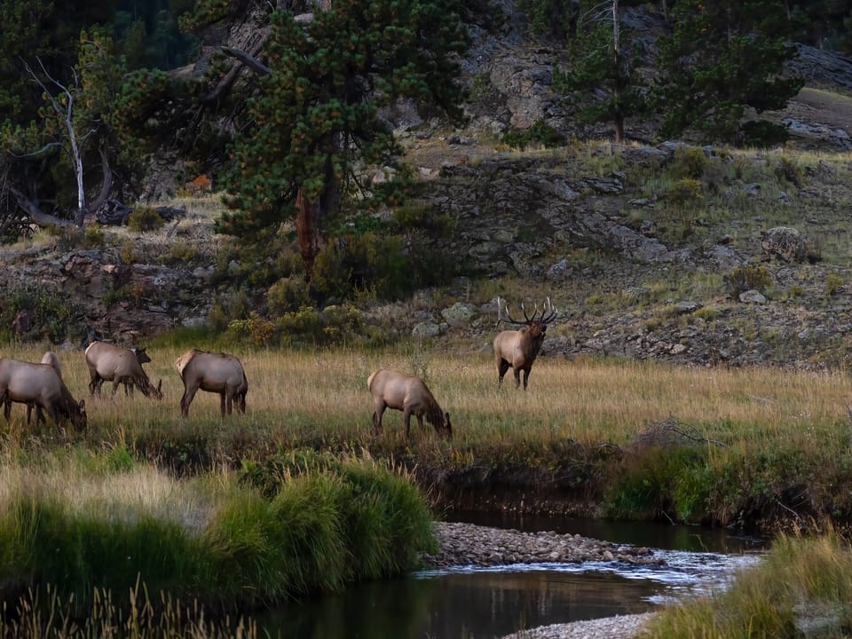 Deer Mountain - Elk RMNP
