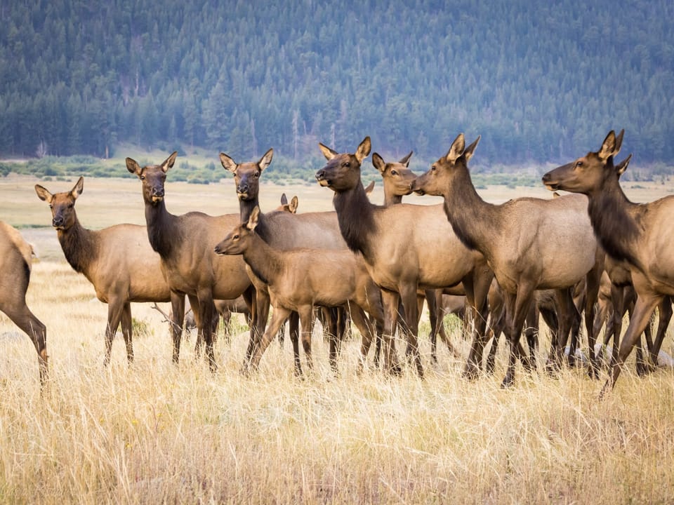 Tranquility on the River Four - Elk herd RMNP