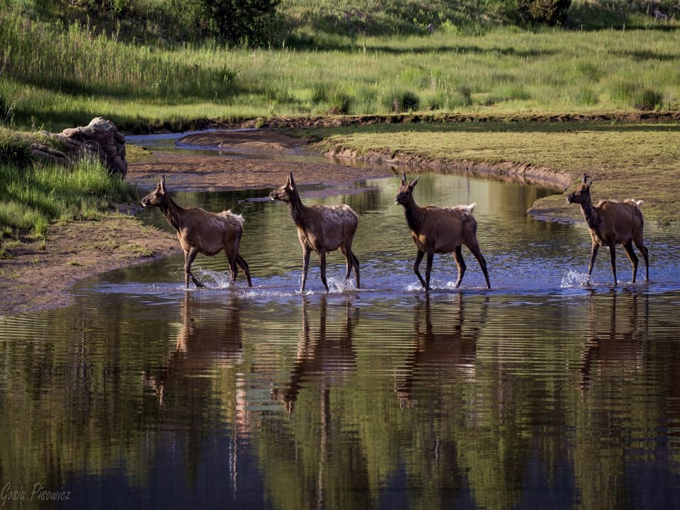 Serenity In The Rockies - Elk herd