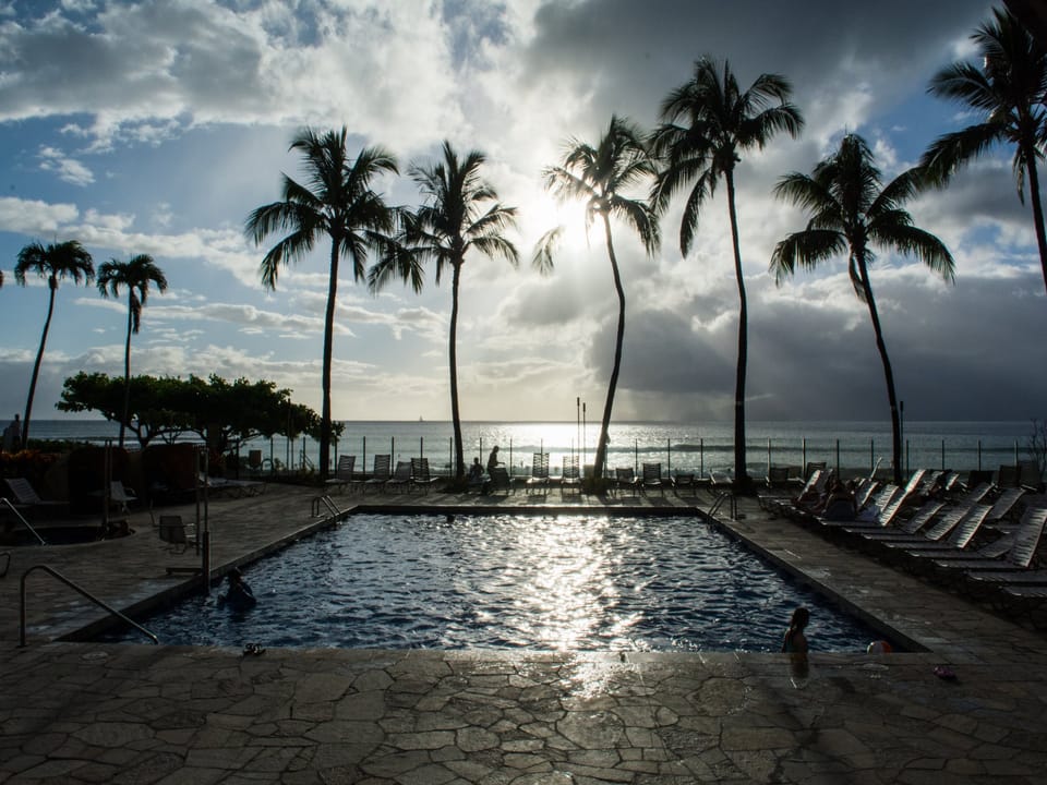 Palm Tree
