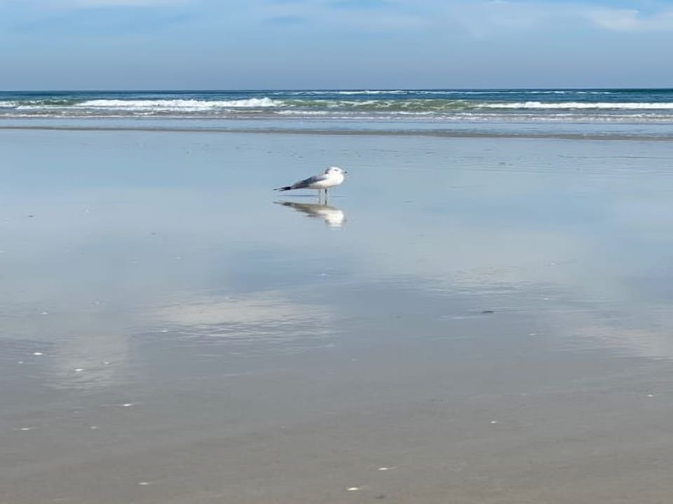 Sea