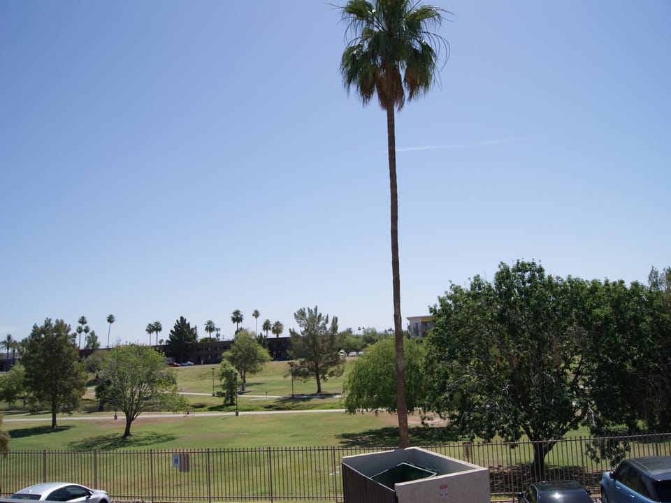 Palm Tree