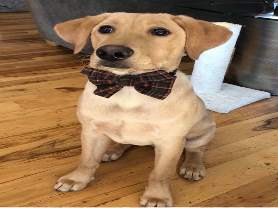 Meet Sweet Bodie
