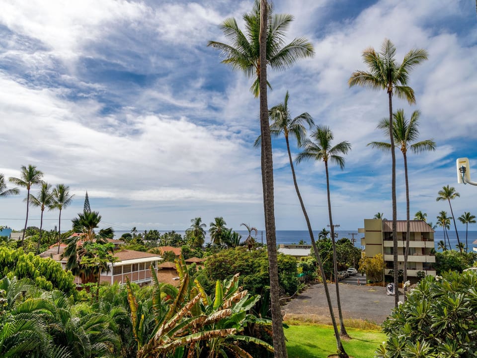 Palm Tree