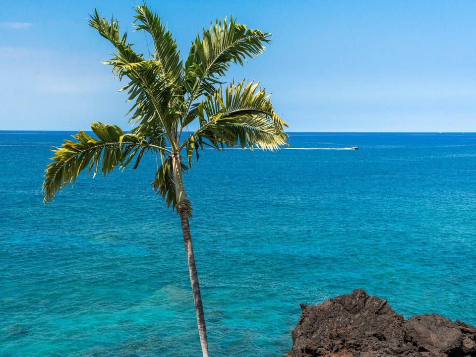 Palm Tree