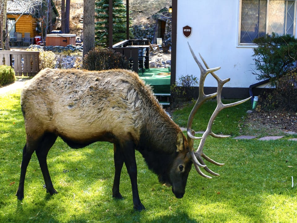 Bull Elk Visiting Fawn Valley Inn!
