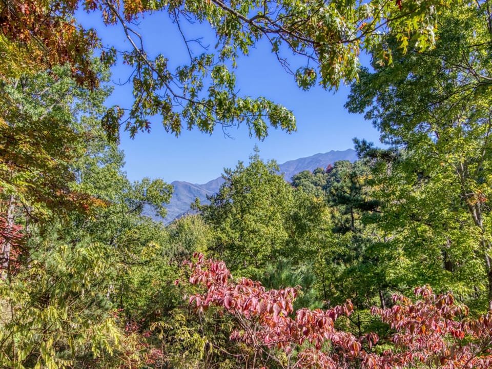 Vegetation