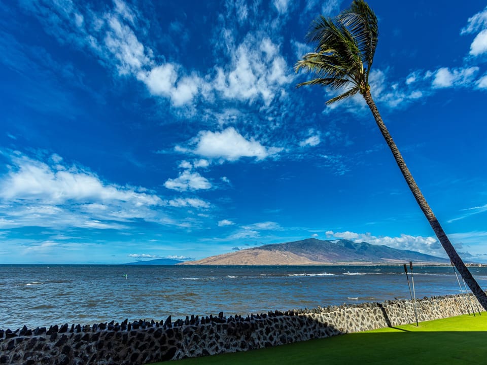 Relax Under the Shade of the Swaying Palms