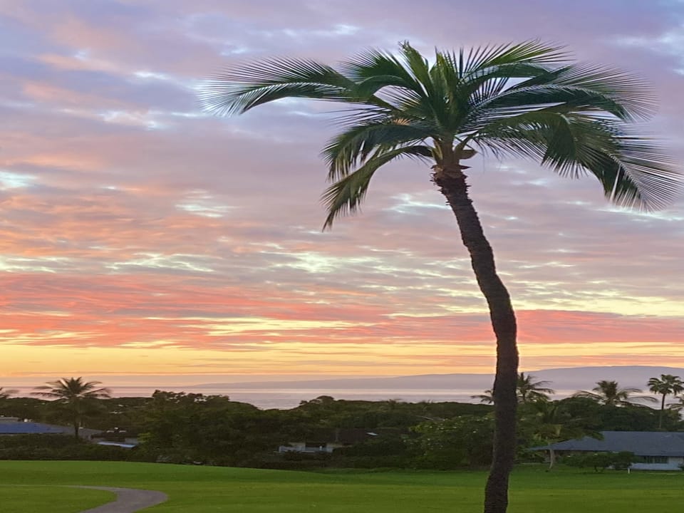 Palm Tree