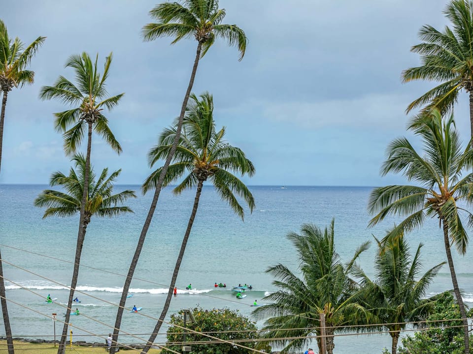 Palm Tree