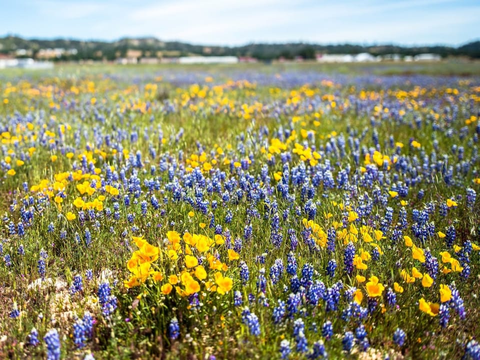 Carmel Valley