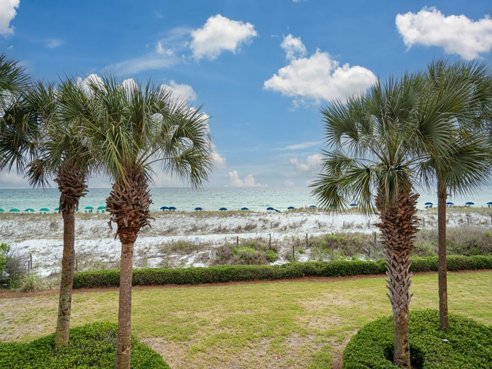 Palm Tree