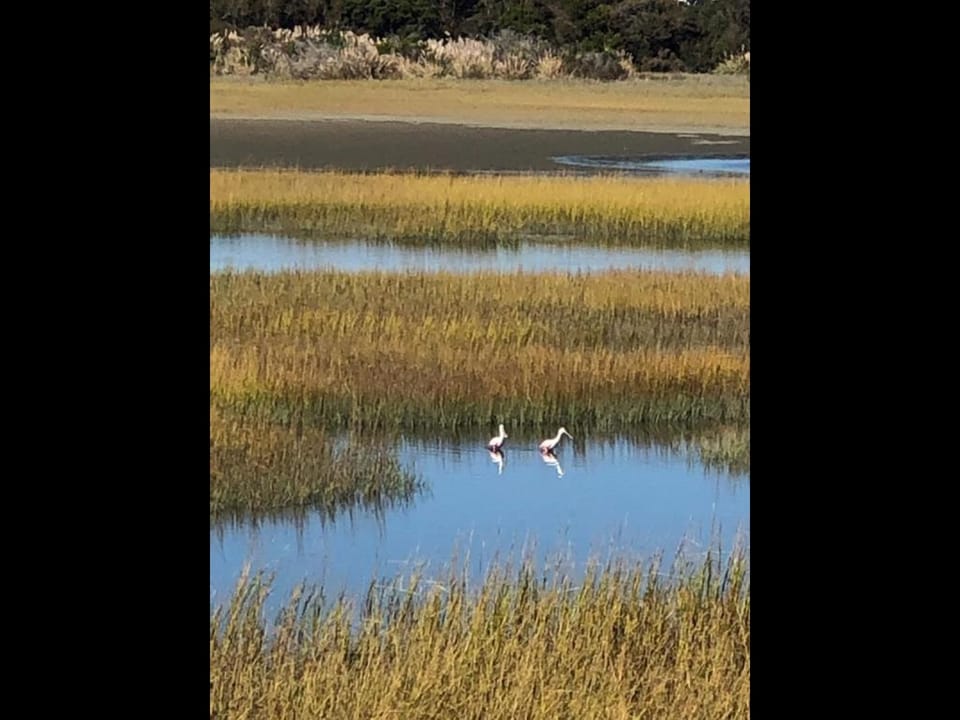 Marsh