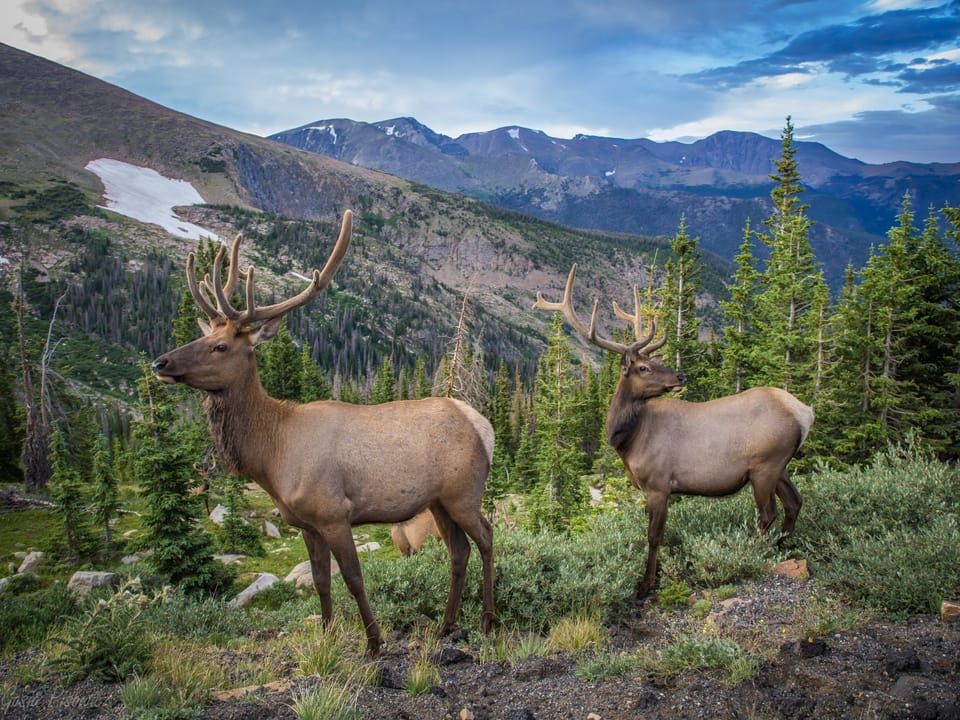 Your Vacation House - Rocky Mountain National Park - 
Bull elk
