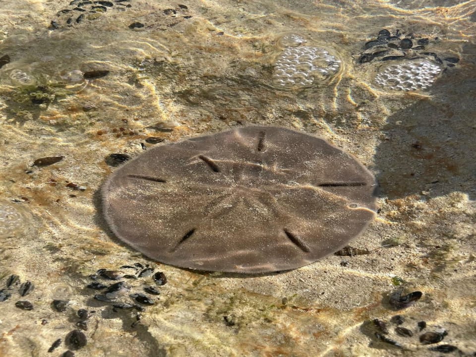 Sand dollars, easy to find!