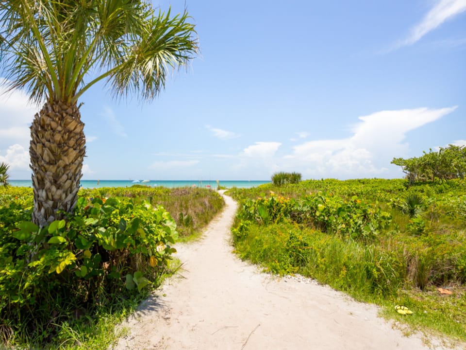 LoggerheadD443BeachPath