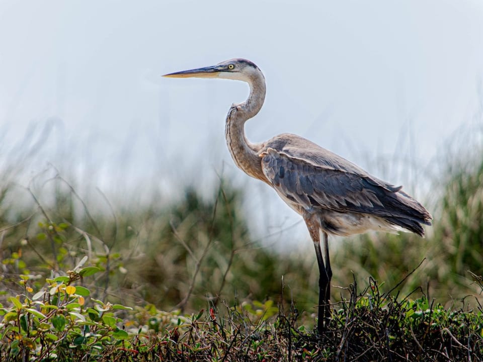 South Padre Island, Texas - Photo courtesy of Visit South Padre Island