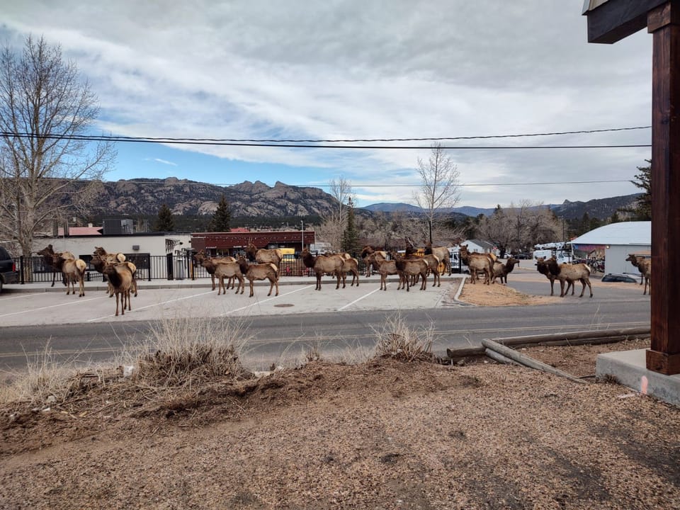 O'Deer Cabin - Estes Park - Elk