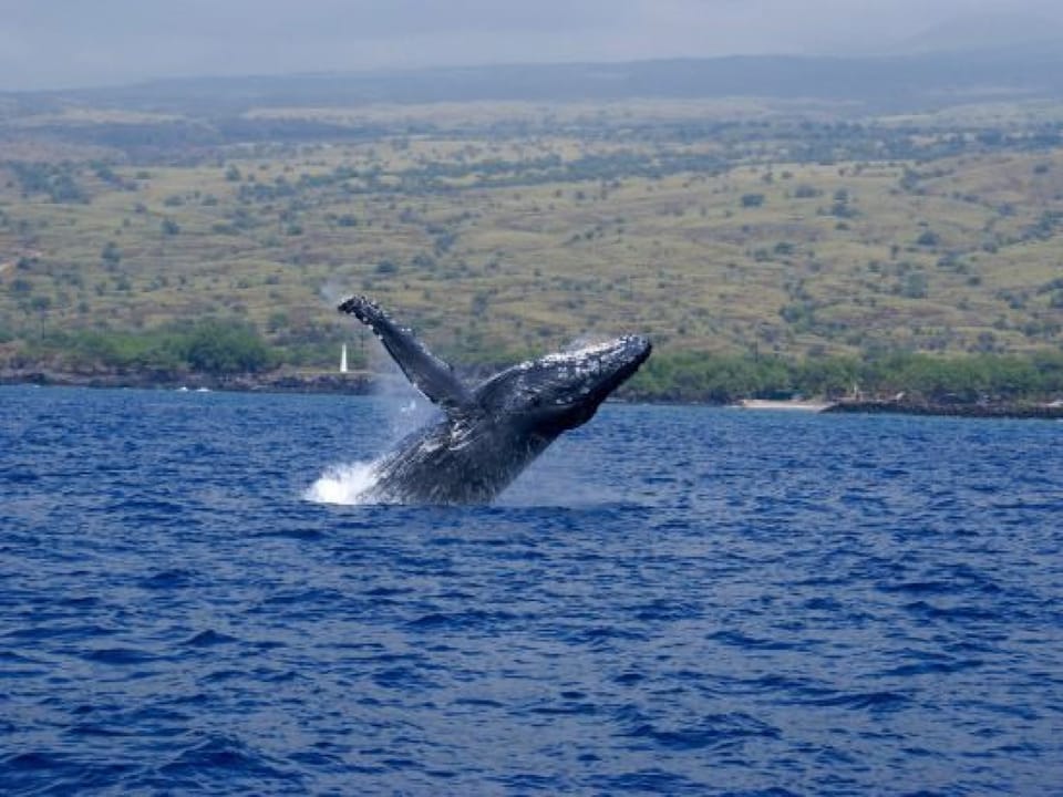 Whale watching on the Kohala Coast