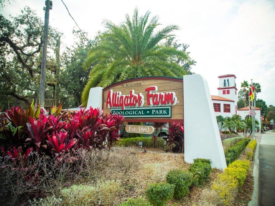Free Activity-Alligator Farm