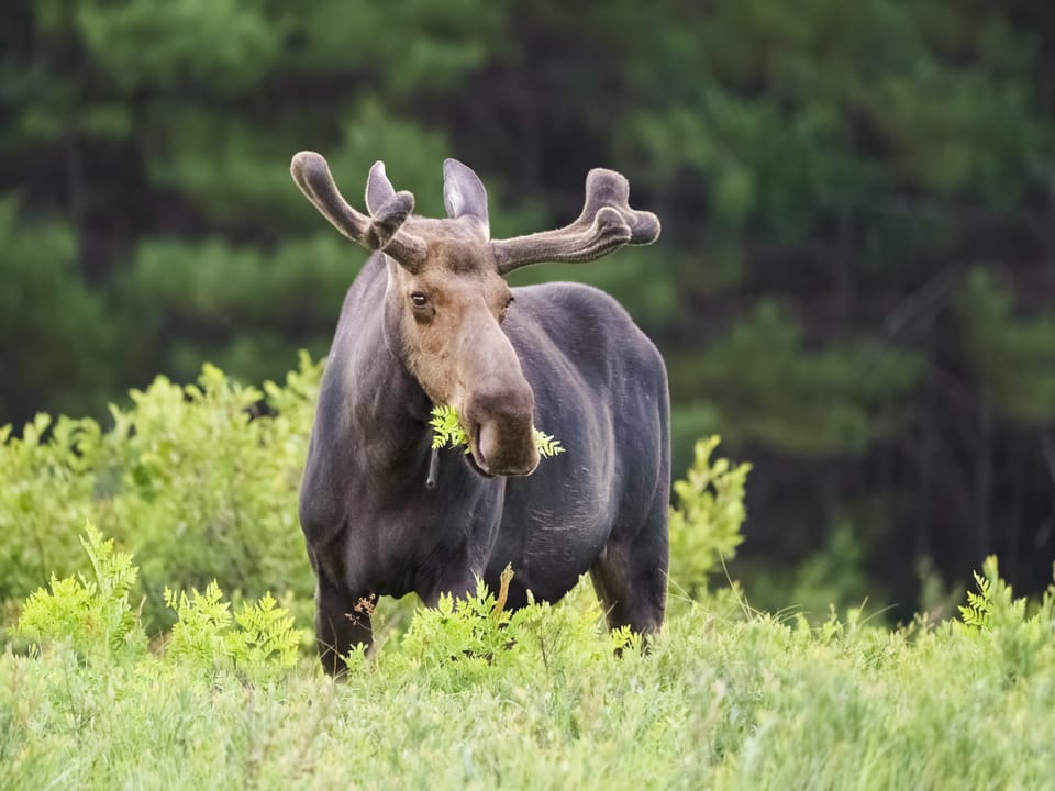 I spy with my little eye, A MOOSE!