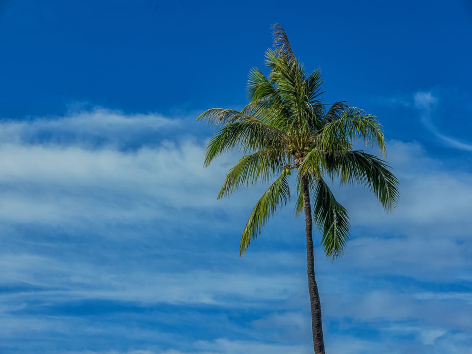 Island vibes!