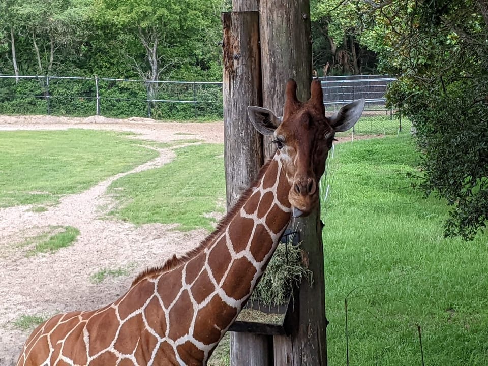 Jacksonville Zoo, local attraction