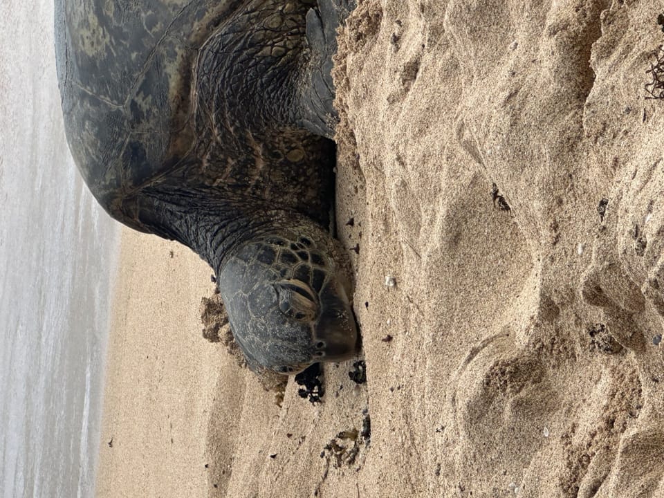 Turtle