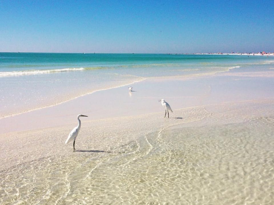 White herons stand along the shoreline where turquoise waters meet powdery sand. A pristine beach setting just steps from your vacation escape.