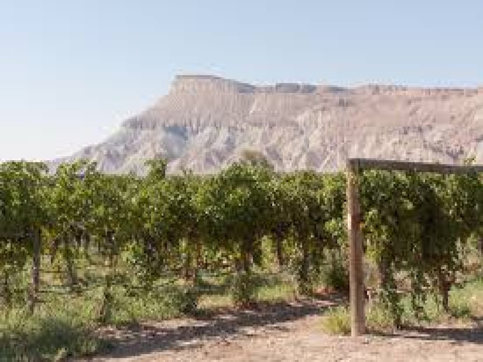 Palisade Vineyards