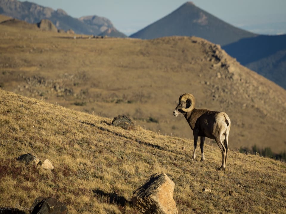 A majestic bighorn sheep stands against the dramatic mountain landscape surrounding this remote wilderness retreat.