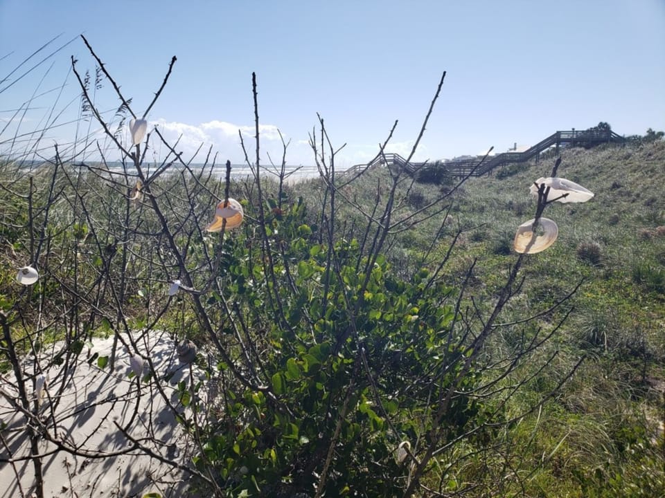 Shell tree