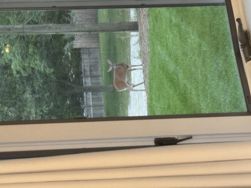 Grass