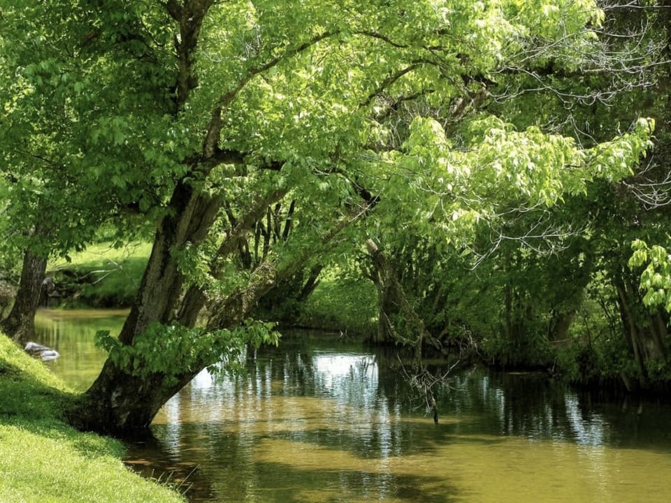 Grove