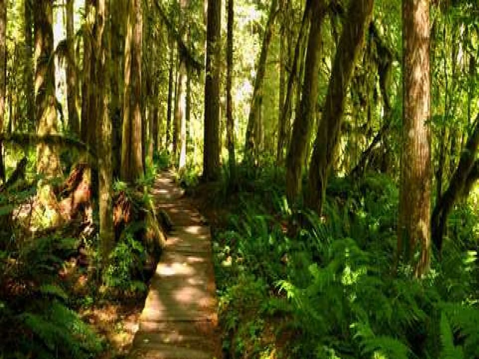 Path
