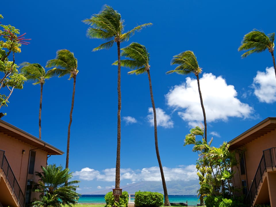 Palm Tree