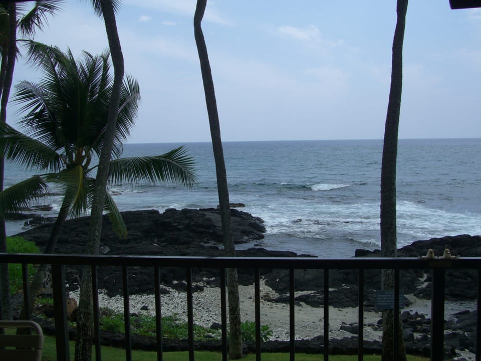 Palm Tree