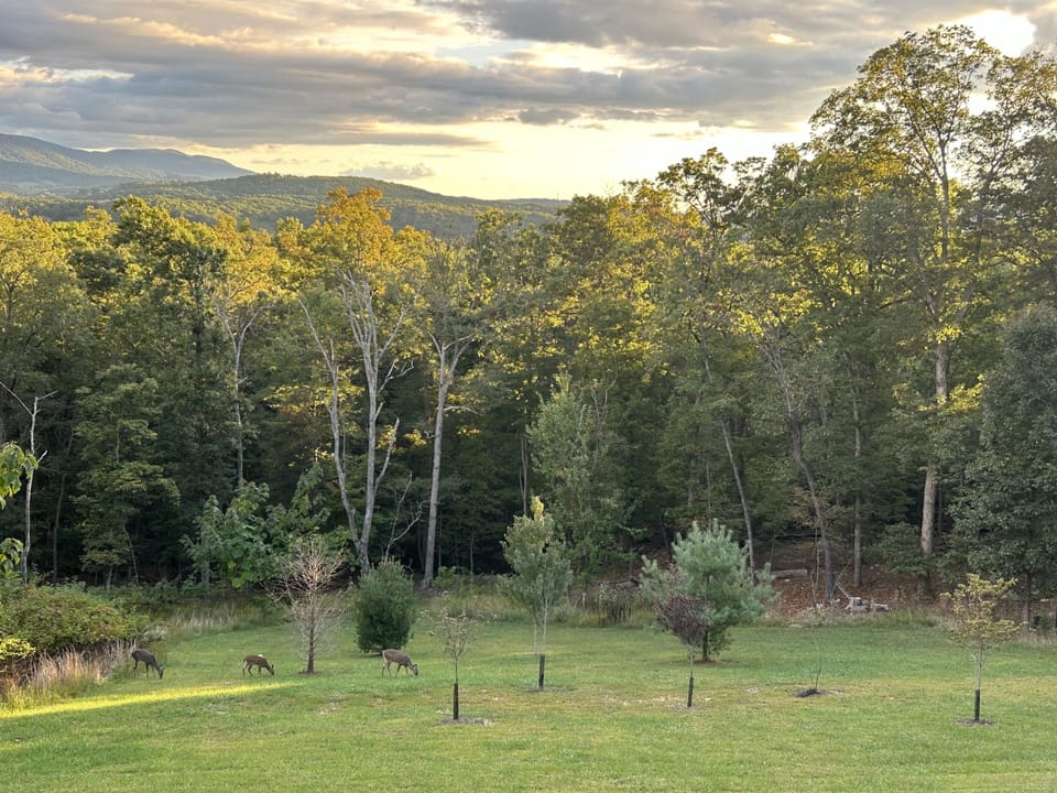 Watch the deer graze in the backyard. They love coming at dusk and dawn!