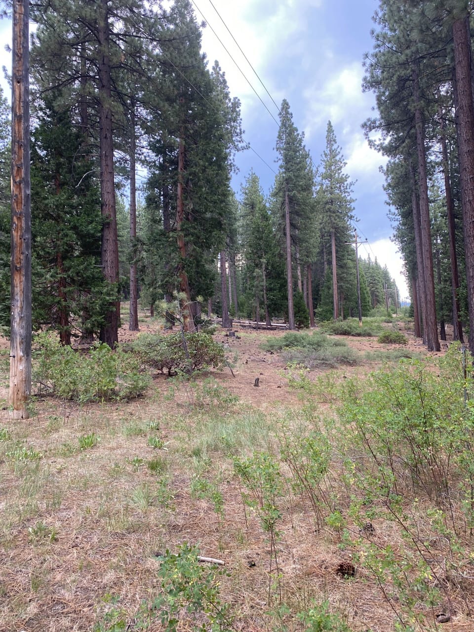 Views of National Forest. 