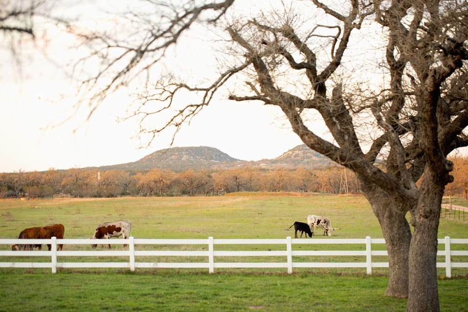 View from front porch, Texas Longhorn cattle and mini mountains